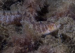 Butterfish on a muck dive. Lewis.
Scotland. D200, 60mm. by Derek Haslam 